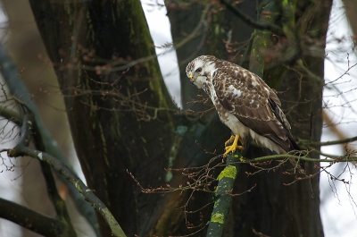 Deze Buizerd zat verlekkerd naar de kippen van de overbuurman te staren en liet zich redelijk benaderen, ik liep gewoon op onze oprit. De takjes en lichte vlekken in de achtergrond maken het beeld misschien wat onrustig, maar geven wat mij betreft ook de leefomgeving van (niet langs de snelweg wonende) Buizerds goed weer. Het is in ieder geval wat anders dan Buizerd op paal.