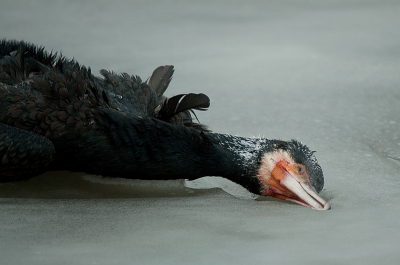 nog een foto van een van de vele vogels die op het ijs liggen momenteel..vind het wel indrukwekkend om te constateren dat er veel de kou niet overleeft hebben