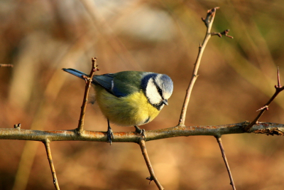 Ben ongeveer een maand gestart geleden gestart met mij te verdiepen in fotografie, en vogelfotografie in het bijzonder.
Het prille begin dus.