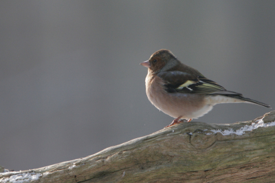 De hele middag vinken in de verse sneeuw voor de schuilhut van Het Zeeuwse Landschap in het Clingse bos. Het liep al tegen het eind van de middag en de vink genoot nog even van de laatste zonnestralen