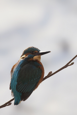 Wat een geweldig mooi beest! altijd al geweten maar als je zo`n beestje op 3/4 meter ziet word hij nog mooier. Hopelijk vinden jullie het nog wat na al het gepasseerde ijsvogel geweld op birdpix. aangezien het mijn eerste is wil ik hem toch plaatsen ook al is het maar op een takje zonder vis.