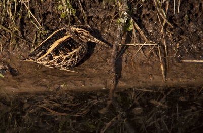 voor als nog kende ik bokjes van het 'bokjes trappen' maar nog nooit zo rustig zijn fourageer gedrag kunnen bekijken en vastleggen. In de achterkant van de sloot zie je de gaatjes waar hij zijn snavel in heeft geduwt om er wat eetbaars uit te halen.