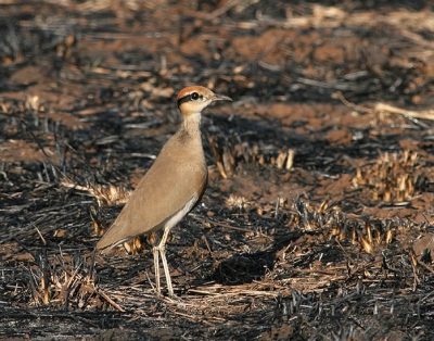Vlak buiten Satara restcamp stuitten we op 2 fraaie Renvogels die zich dankzij het platbranden van de begroeing wat makkelijker lieten ontdekken. Helaas zijn ze wel erg schuw, ze lieten ons maar een paar plaatjes maken voordat ze ervandoor gingen. Flink moeten bewerken om er nog iets leuks van te maken.