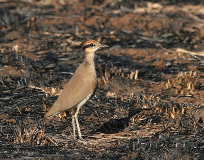 Vlak buiten Satara restcamp stuitten we op 2 fraaie Renvogels die zich dankzij het platbranden van de begroeing wat makkelijker lieten ontdekken. Helaas zijn ze wel erg schuw, ze lieten ons maar een paar plaatjes maken voordat ze ervandoor gingen. Flink moeten bewerken om er nog iets leuks van te maken.