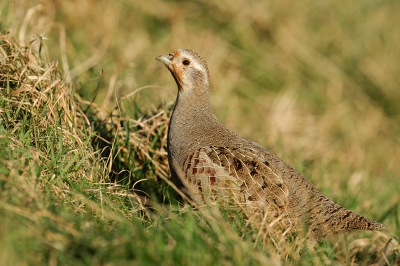 Deze Patrijs zat met een paar soortgenoten verscholen in het gras.
Op een gegeven moment wilde ze toch wel zien wat er nu aan de hand was.
"O ja, weer die vreemde snuiter met dat zwarte ding wat uit zijn raampje bungelt".
Ik kon een paar leuke foto's maken.
Ik vind zelf de diagonaal wel leuk.