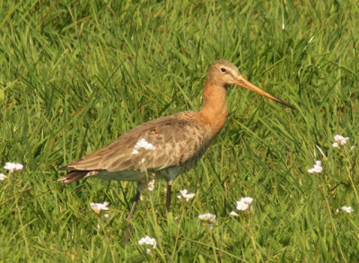 mijn eerste foto op bp hij is al wat ouder van vorig jaar april,heb nog niet veel tijd gehad om recente vogelfoto,s  te maken