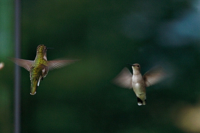 Wat zijn deze vogels klein en snel!
De foto is gemaakt met een Canon EOS 300D - EF 70-300 IS DO 
De naam van de vogel weet ik niet zeker.