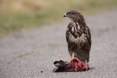 Vanmiddag nog een rondje gedaan.
Werd steeds minder licht. Wilde net huiswaarts gaan toen ik deze buizerd met prooi (haas, volgens mij) op de weg zag zitten.
Jammer van de weg maar ik heb ze minder gehad.
Kon hem op het gemakje naderen tot +/- 15 meter.
"En hij blijft van mij"!! (Houding)
Toen begon het nog hard te regenen ook zeg.
Alles nat maar we hebben de foto's nog.