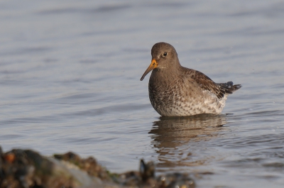tussen de vele Steenlopers ontwaarde ik ook de Paarse Strandloper. Van de pier af naar beneden gekropen kon ik de vogel wat lager vastleggen.