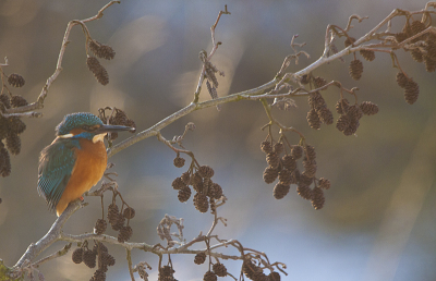 IJsvogel in een boompje boven een wak. Voor de ijsvogeltjes is er weer veel water vis vrij ondertussen!