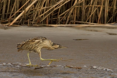Na 1,5 uur wachten kwam de Roerdomp voorzichtig uit het riet te voorschijn. Langzaam schrijdend over het ijs van de ene naar de andere kant.
Vanuit de auto op rijstzak.