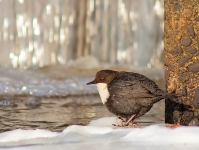Dit wordt mijn laatste upload van dit fantastische vogeltje. Kan er geen genoeg van krijgen.