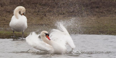 een goede wasbeurt in het ontdooide water, onder toeziend oog van haar partner.