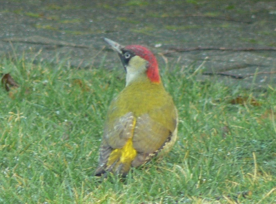 Deze vogel had ik nog nooit eerder gezien, en zeker niet n onze tuin. Dus een kiekje vanaf de bank, om het op te zoeken.