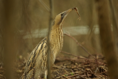 Toevallig mocht ik de auto vandaag lenen van ouders, ben toen een rondje gaan doen door de duinen.
Zag iets bewegen tussen de takken, dus bleef daar een tijdje staan. Kwam er een Roerdomp tevoorschijn, nog nooit eerder gezien. Vond het een erg bijzonder moment.
Maar was lastig om hem er op te krijgen. Het was namelijk een plek die niet toegankelijk was door al die takken.