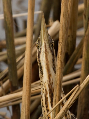 Na zijn wandeling over het ijs en door het water kroop de Roerdomp in het riet om visjes te vangen. Op ongeveer 3 meter kon ik een paar foto's van hem maken terwijl hij in "paalhouding"tussen de stengels stond. Uit de hand.