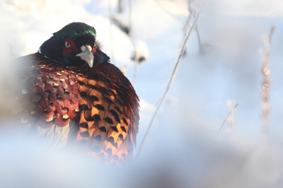 Foto gemaakt vanuit het keukenraam tijdens het winterse weekend in de eerste week van februari. Ik vond het prachtig maar volgens mij had de fazant het er maar moeilijk mee;) Ik vind het in ieder geval een geslaagde sfeerfoto! Hopelijk jullie ook. gr wiegert