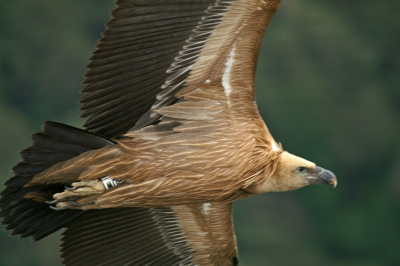 Deze gier kwam zelfs zo dichtbij dat ik hem niet meer helemaal beeldvullend kon fotograferen. Voor lokatie en overige info zie andere foto van Vale gier.
Minolta Dynax 7D en sigma 50-500mm.