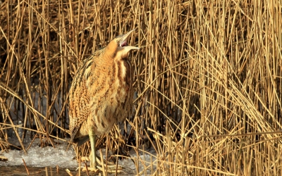 De Roerdomp fotograferen blijft altijd mooi, deze liep even uit het riet waarop ik de gelegenheid had om o.a. deze opname te maken. Na enige tijd gaapte hij een keer, gaf me een knipoog en verdween weer in zijn beschermde omgeving.