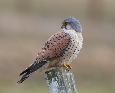 Het blijven prachtige getekende en fotogenieke vogels die Torenvalken. 
Na een paring (is dat niet een beetje vroeg?) vloog dit mannetje naar een paaltje en keek nog eens over zijn schouder.