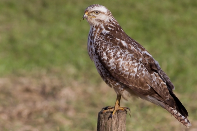 Deze Buizerd laat zich regelmatig zien op de paaltjes langs de dijk bij de IJsseluiterwaarden. Dit komt mede doordat het water nog vrij hoog staat en dus is zijn jacht gebied verlegd naar de weilanden langs de IJssel en de randen van het ondergelopen gebied. 

Kort voor deze foto ving deze Buizerd een salamander, tot mijn grote verbasing! Helaas was toen de zon even weg, maar toen de zon weer tevoorschijn kwam bleef de Buizerd prachtig zitten.

De Buizerd zat te dichtbij om een mooie compositie te maken, dus ik heb voor het detail gekozen.