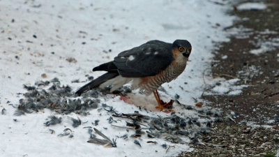 Dit mannetje komt regelmatig in mijn tuin een vogeltje meepikken. Foto door keukenraam genomen!