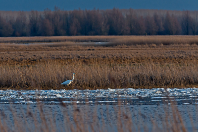 Een weekend met het NFG ( Natuurfotografen Gilde ) op stap geweest naar omgeving Lauwersmeer. ' S morgens vanuit de auto op zoek naar Roerdompen, die we ook vonden, maar ook landde een Grote Zilverreiger aan de overkant van een vaart. Vind het wel een aardig ' vogel in landschap ' plaatje.