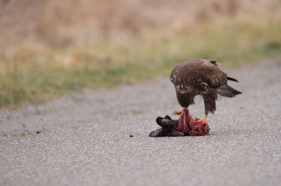 Dezelfde Buizerd met prooi als eerder ge-upload.
Hier was hij flink aan het trekken aan de Haas.
Toen begon het heel hard te regenen en moest ik mijn raampje dichtdoen.
Tijdens die bui sleepte de Buizerd de Haas mee naar de berm.
Kon er jammer genoeg geen foto's van maken.
Wel mooi om te zien.