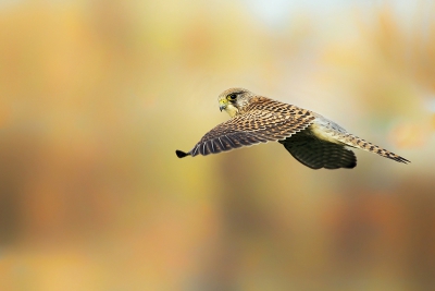Torenvalk was aan het bidden en had even tijd om achterom te kijken. De achtergrond is bewerkt. Achtergrond betreft hoge bomen die vervaagd, en verzadigd zijn v.w.b. de kleur.