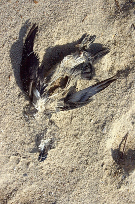 Struinend langs het strand nabij Vlissingen trof ik deze dode vogel aan. Is het een papagaaiduiker? Die horen hier toch niet thuis en hebben toch een oranje punt aan de snavel.