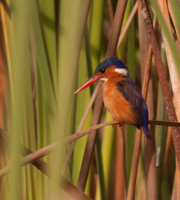 Op een fotoreis in Gambia deze prachtige vogel gespot. Klein maar dankzij de kattenogen van onze gids toch gevonden.