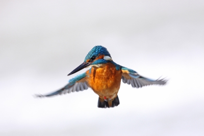 Tijdens de koude periode was deze IJsvogel zo gefocust op het vangen van vis dat hij direct naast mijn auto ging staan bidden. Ik heb erg genoten van dit moment en het gelukkig vast kunnen leggen.