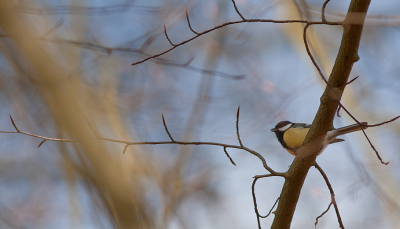 Een paar dagen geleden, na lang sparen, een Canon 300mm lens gekocht. Ik heb direct gemerkt dat vogelfotografie een hele andere sport is dan macrofotografie. Ik ben een paar keer op pad geweest, maar veel leverde dit nog niet op. Wel deze koolmees, bijna recht van onderen genomen. Geen topplaat, maar de achtergrond werkte wel mee.