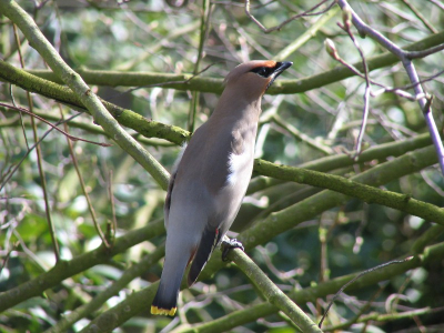 De vogel zat plotseling pal voor mijn neus in onze tuin en was absoluut niet schuw.
