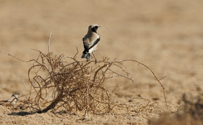 iets aangepaste bewerking van de foto...

Je zou natuurlijk kunnen stellen dat ik geen verstand van vogels heb. 

maar maat van rij wist te melden dat deze grasmussen hulp inzoeken van woestijntapuiten en graag in hun buurt blijven.