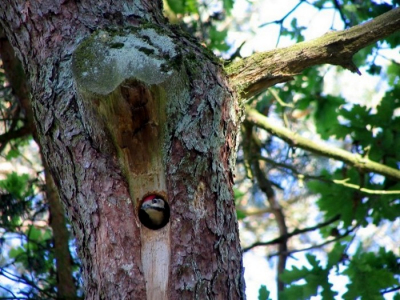 Deze specht verkoos een boom op onze oprit boven een boom in het bos.