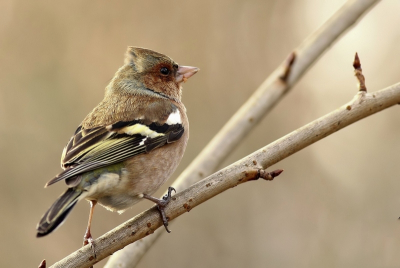 bij mijn zwager in de tuin die nog geen 50 meter van mij vandaan woon , zitten tegenwoordig veel vinken .
zelf heb ik ze nog niet gezien in ons tuintje
deze vink ging lekker dichtbij zitten