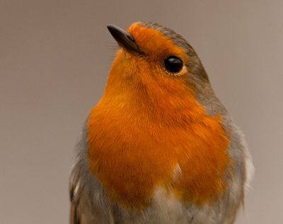 Ik liep over het tuinpad toen ik recht voor me opeens deze roodborst doodstil zag zitten. Ik schrok haast. Snel de camera erop gericht en een tweetal foto's gemaakt voor de vogel vloog. Helaas stonden de poten niet helemaal op de foto, dus een crop gemaakt.