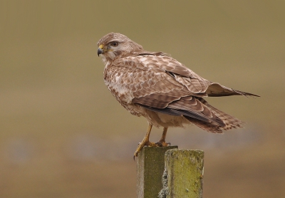 vanuit de auto genomen het weer was prima voor een foto 
eindelijk een buizerd zonder dat tie in mensen handen is geweest geen ringen dus.