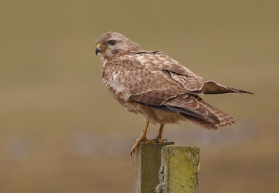 vanuit de auto genomen het weer was prima voor een foto 
eindelijk een buizerd zonder dat tie in mensen handen is geweest geen ringen dus.