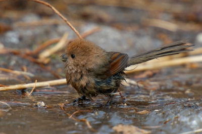 Deze kwam zich wassen in een stukje van de rivier dat niet dichtgevroren is. Ik had ze nog nooit gezien, dacht in eerste instantie aan een variant op de staartmees, maar even speuren bracht me op deze soort..