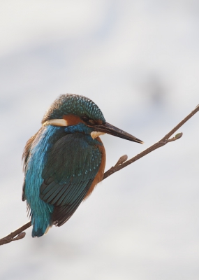 Wat is het genieten met zo'n schitterend vogeltje voor je lens. Doordat ze door het raam zijn gemaakt (woonkamer) is de gemaakte serrie helaas niet helemaal top scherp en zit er af en toe een waas voor de fotos door de weerspiegelingen in het raam.