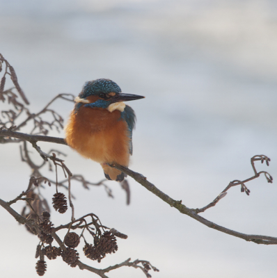 Deze ijsvogel deed zijn uiterste best om de wintertijd door te komen, en dat is gelukkig gelukt.