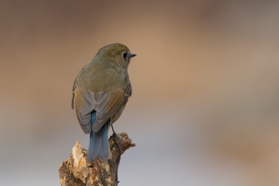 Veel foto's kunnen maken van de Blauwstaart vandaag, bij hetzelfde beekje als de Diksnavelmezen (zie post eerder vandaag). Uiteraard veel van opzij of van voren, maar in deze pose laat 'ie in elk geval zien waar 'ie z'n naam aan ontleent...