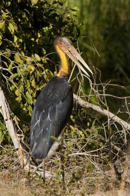 Twee Javaanse Maraboes kwam ik tegen in Bandhavgarh NP. Gefotografeerd vanuit de jeep.