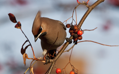 Wat zijn het schitterende vogels qua uiterlijk en gedrag! Dit afgelopen jaar niet zo'n invasie jaar als het jaar ervoor dus nog maar een foto van 2010!