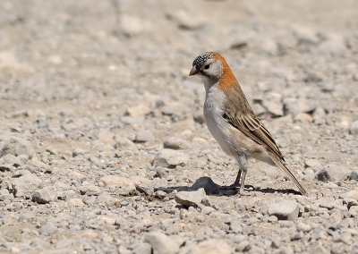 nog maar de tweede foto van deze soort op BP, de primeur was voor Rick van der Weijde.
langs de weg van Lake Manyara naar Serengeti, tussen het stof door, bij een korte drinkstop.....