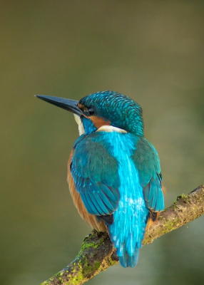 als beginnende natuurfotograaf is het meegenomen dat deze ijsvogel regelmatig in mijn tuin komt vissen.