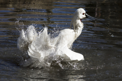 Lepelaar was zich eens goed aan het wassen. Wat een erg leuk gezicht gaf met al dat opspattende water.