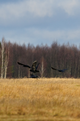 Zeer schuwe raven, genomen vanuit een schuilhut en desondanks mijn 300mm nodig gehad.
